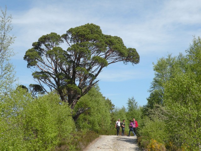 Škotska Urquhart, Loch Afrric - foto