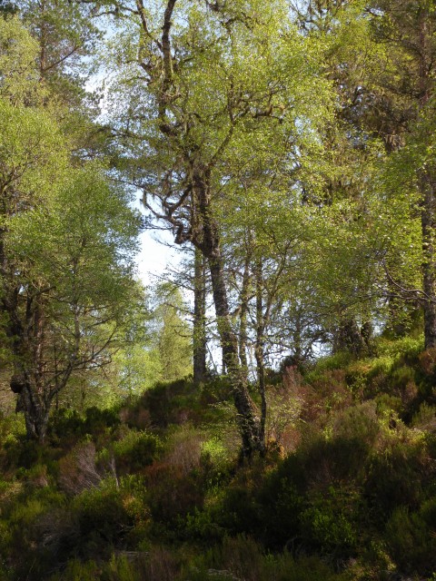 Škotska Urquhart, Loch Afrric - foto