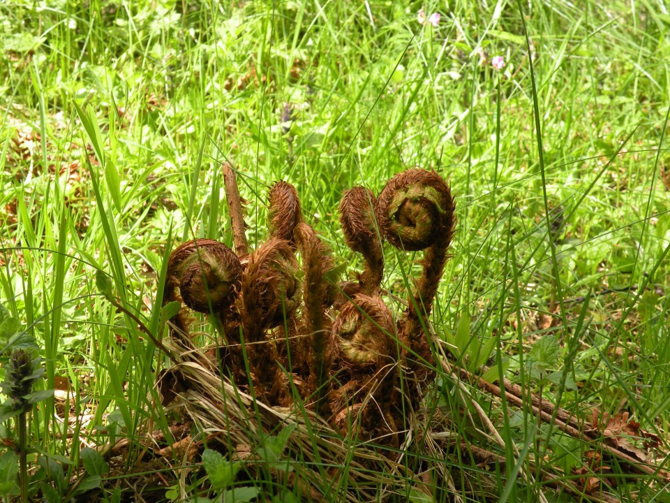 Škotska Urquhart, Loch Afrric - foto povečava