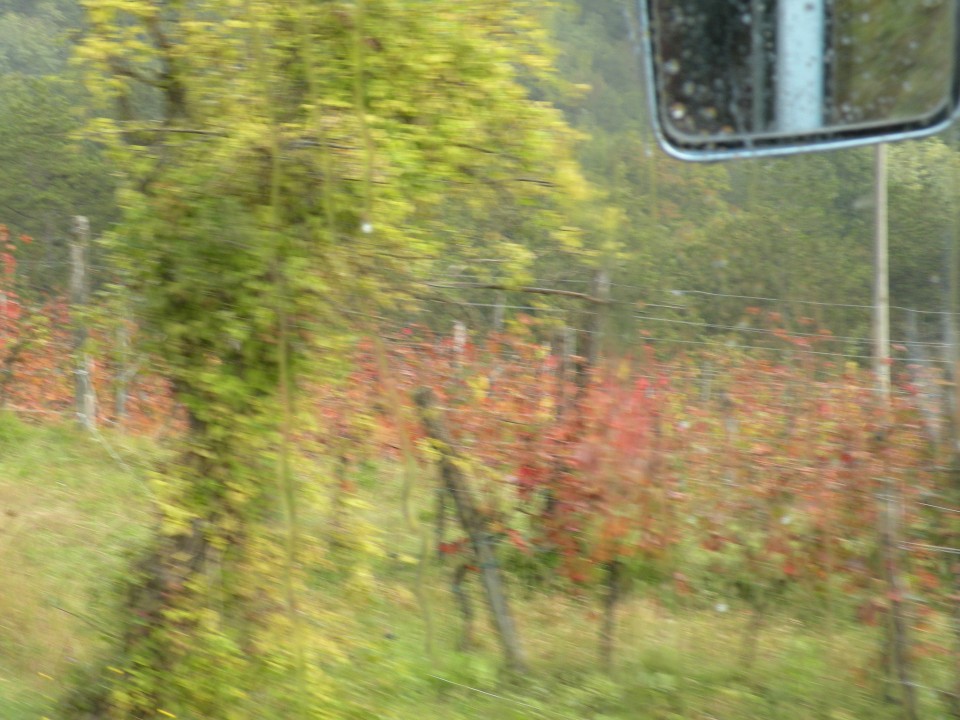 18 hortikultura Zeliščni raj Trsek 14 - foto povečava