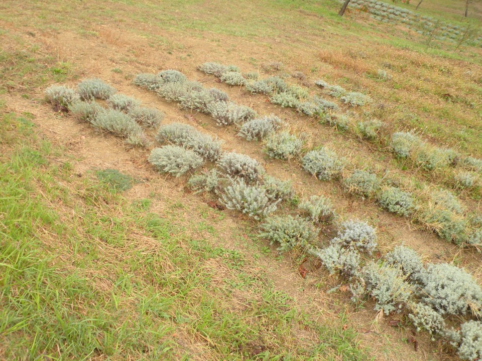 18 hortikultura Zeliščni raj Trsek 14 - foto povečava