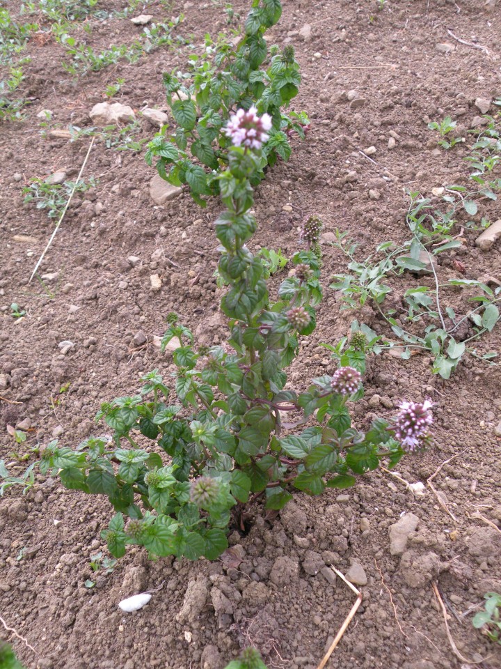 18 hortikultura Zeliščni raj Trsek 14 - foto povečava