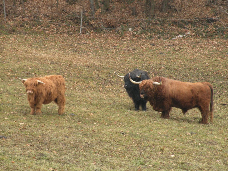 18.12.19. NV Lamprče - foto povečava