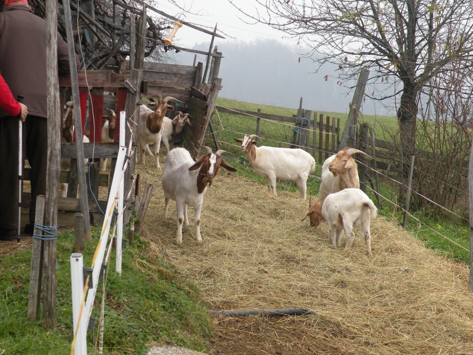 18.12.19. NV Lamprče - foto povečava