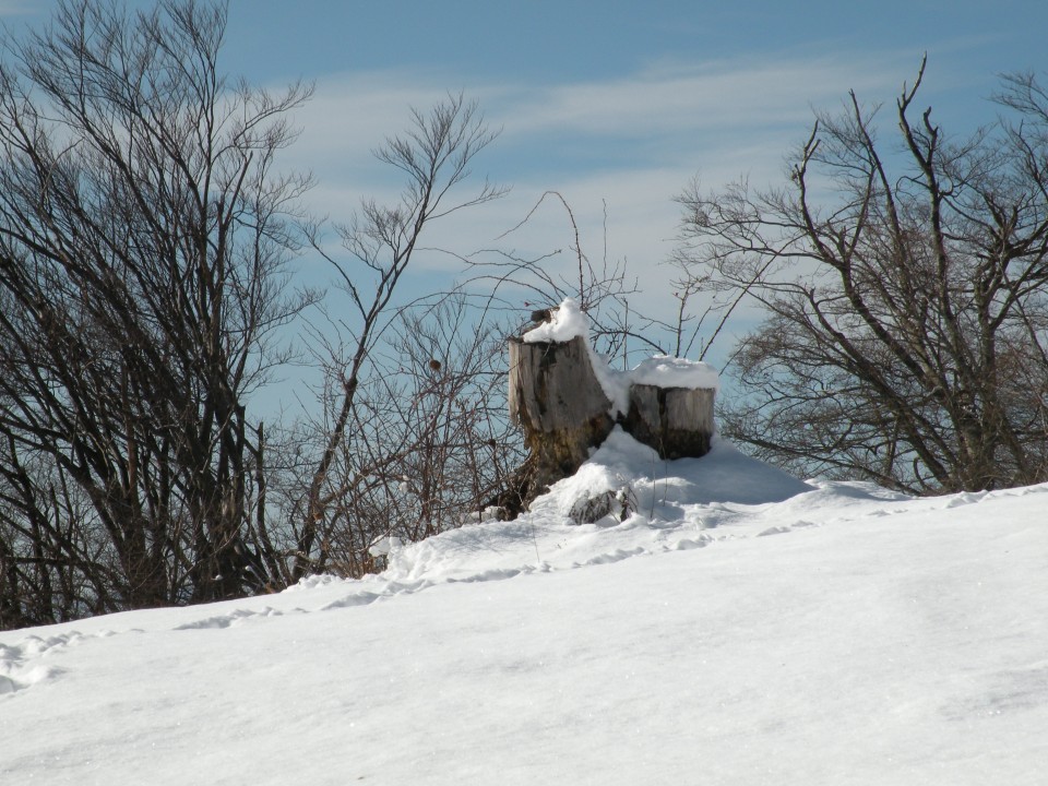 19 Lisca v snegu - foto povečava