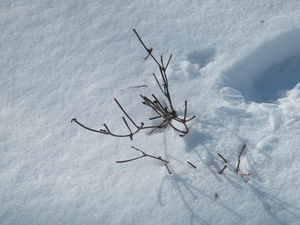 19 Lisca v snegu - foto povečava