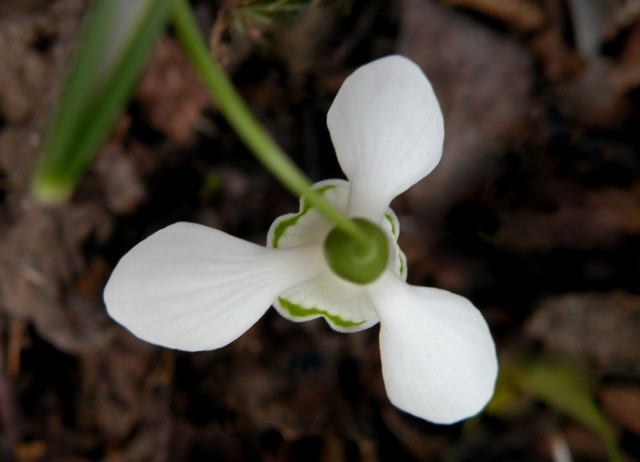 19 grad Rajhenburg Brestanica - foto