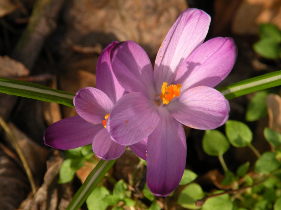 19 grad Rajhenburg Brestanica - foto povečava