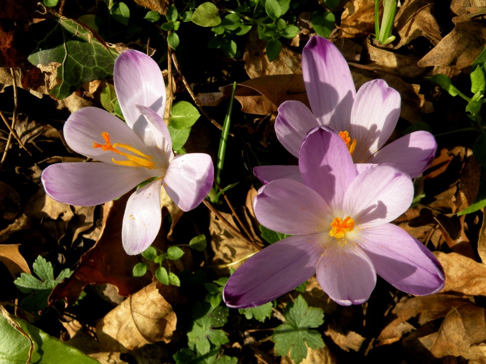 19 grad Rajhenburg Brestanica - foto povečava