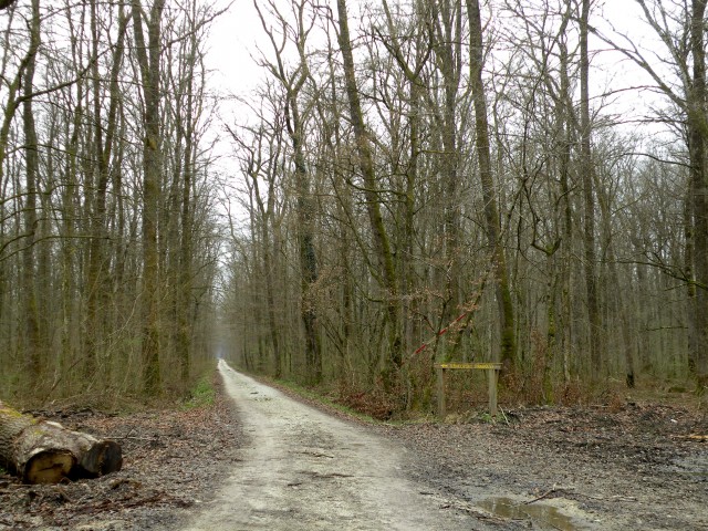 19 Krakovski gozd - foto