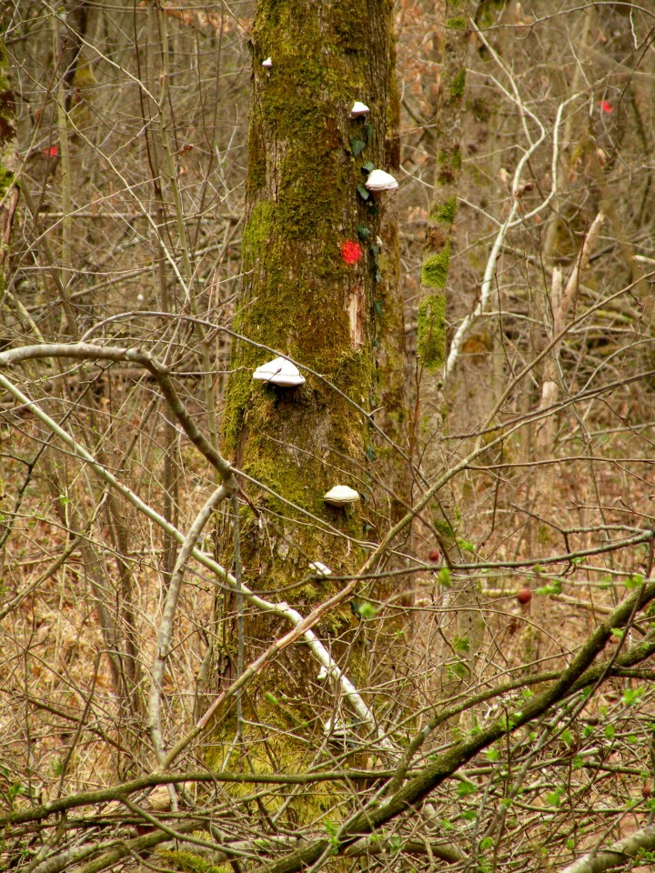 19 Krakovski gozd - foto povečava