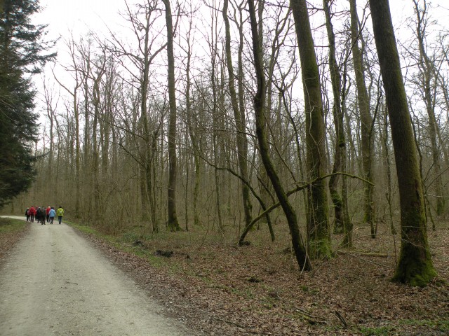 19 Krakovski gozd - foto