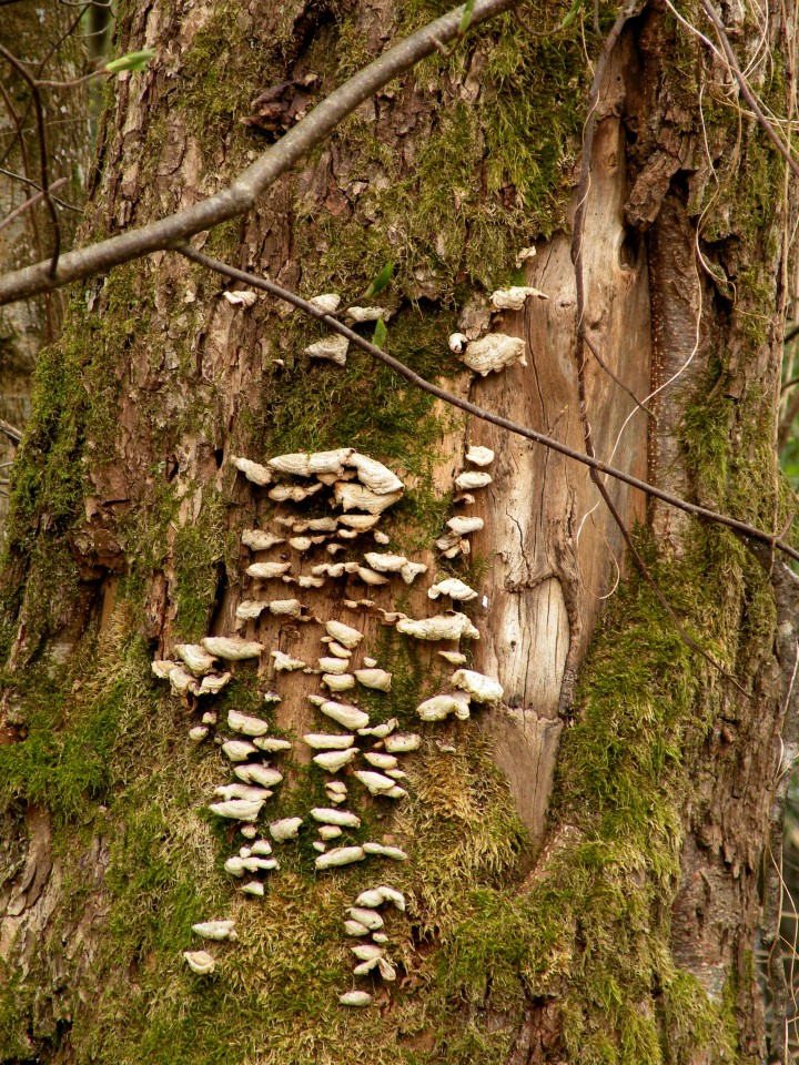 19 Krakovski gozd - foto povečava