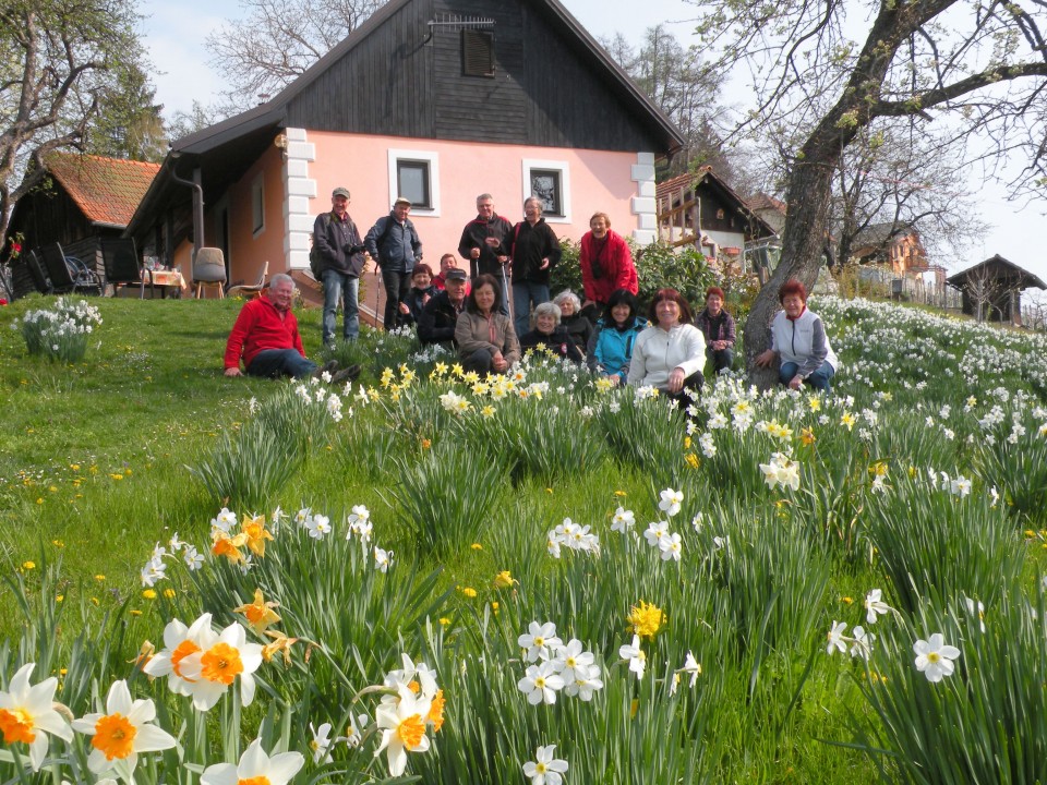 19 Vrh - narcise pri Ladu - foto povečava