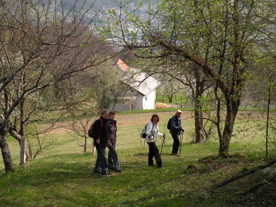 19 Vrh - narcise pri Ladu - foto povečava