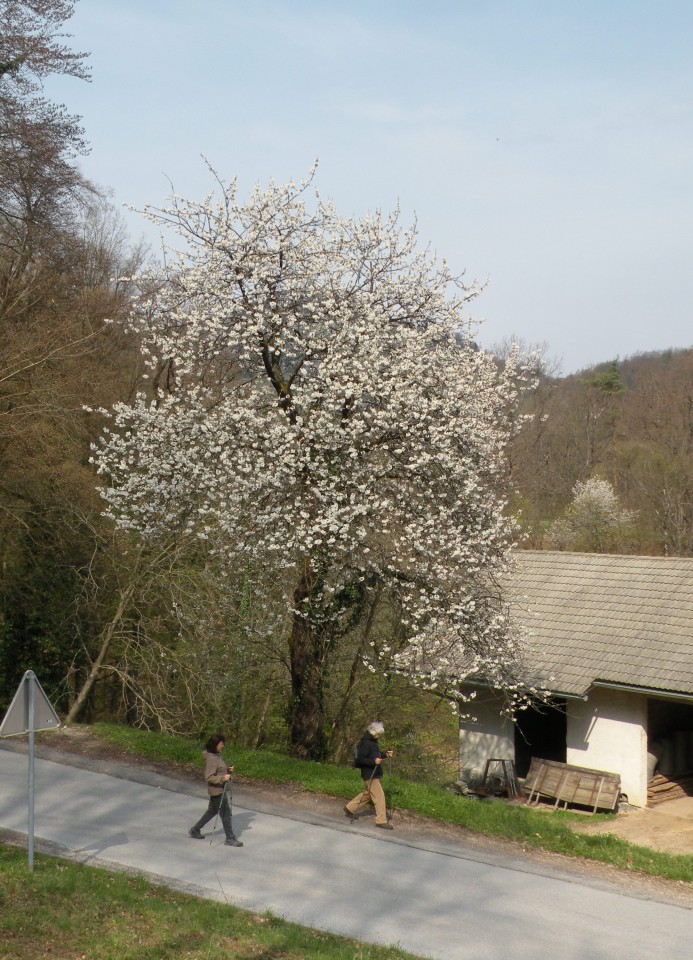 19 Vrh - narcise pri Ladu - foto povečava