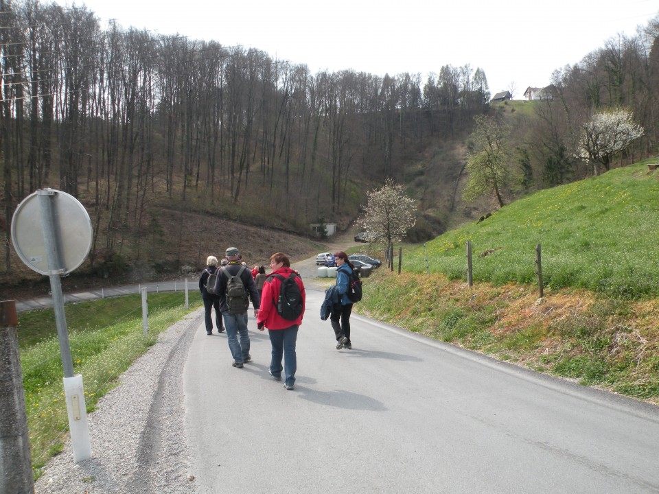 19 Vrh - narcise pri Ladu - foto povečava