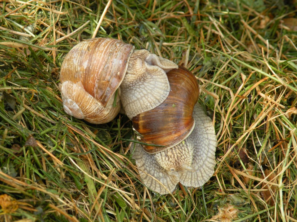 19 Lisca, Lovrenc Razbor - foto povečava