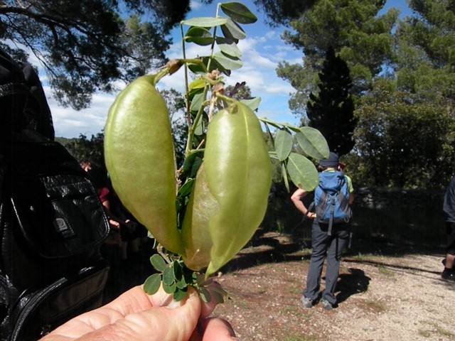 19 PD Sevnica Vela Luka - foto