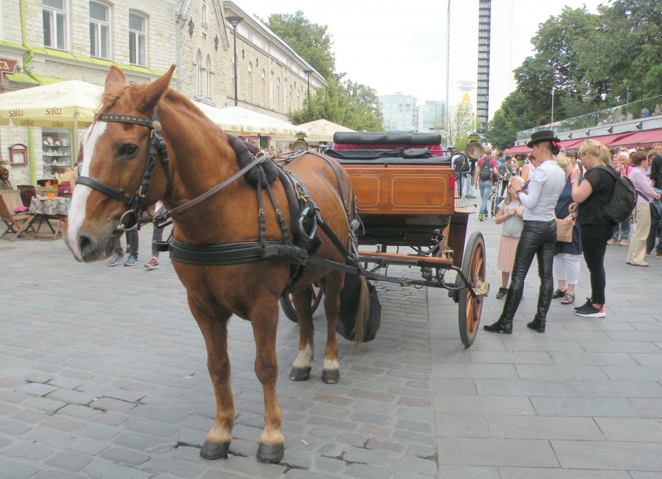 19 Balt.3. Talin - foto povečava