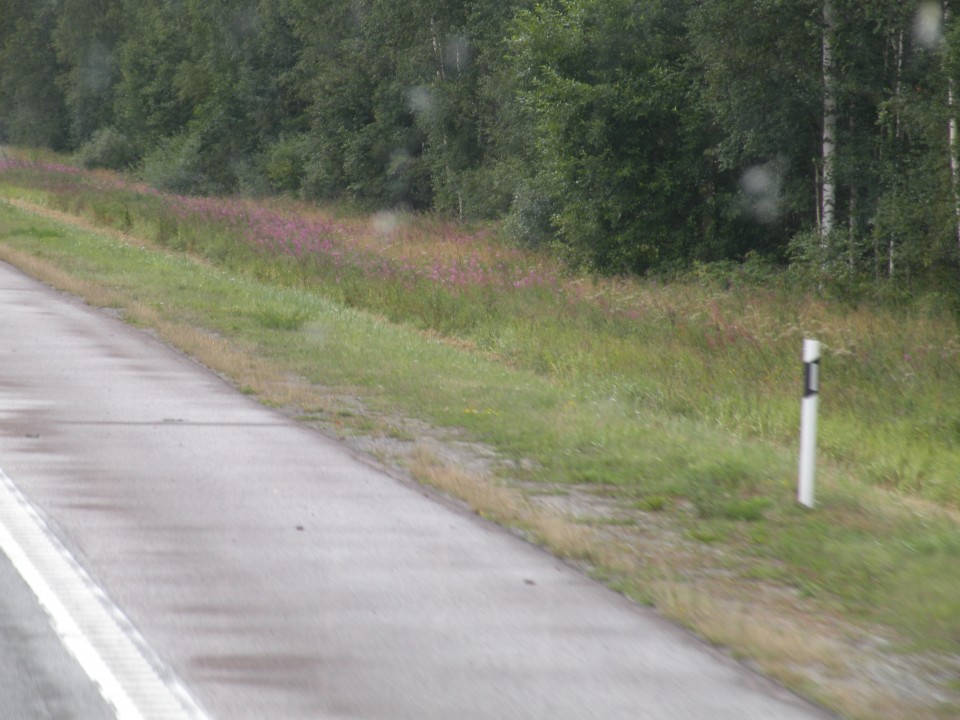 19 Balt.3 NP Lahema Estonija - foto povečava