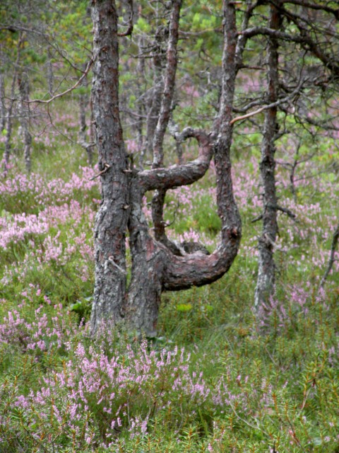 19 Balt.3 NP Lahema Estonija - foto