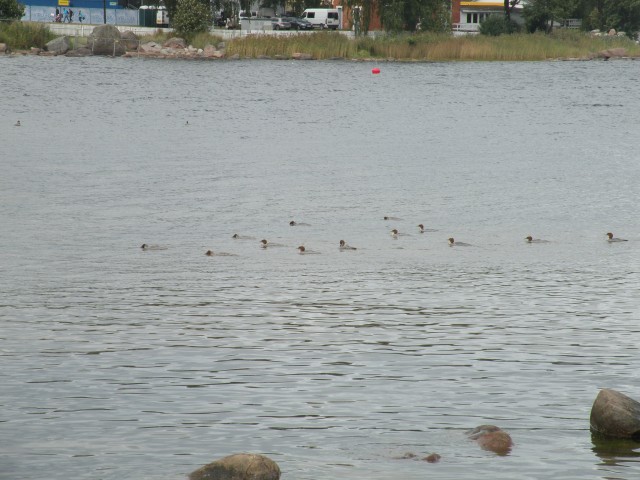 19 Balt.3 NP vasica in grajski park - foto