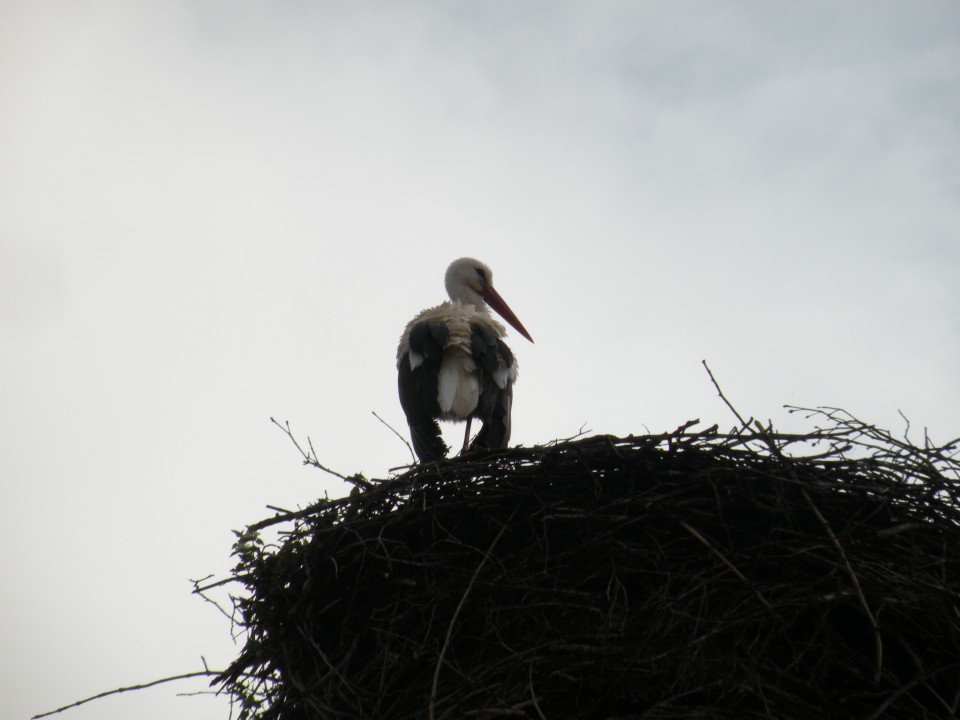 19 Balt.3 NP vasica in grajski park - foto povečava