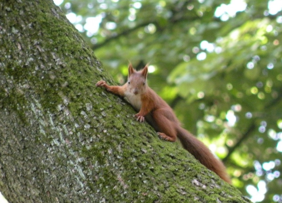 19 Balt.3 Varšava park - foto povečava