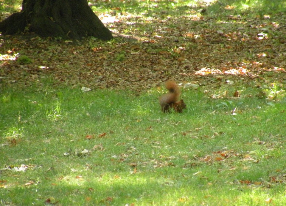 19 Balt.3 Varšava park - foto povečava