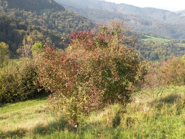 19 k. Vrednot konjšica - foto