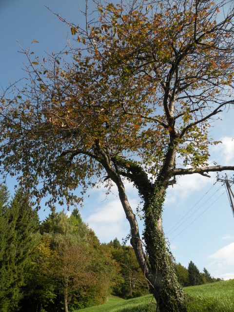 19 k. Vrednot konjšica - foto