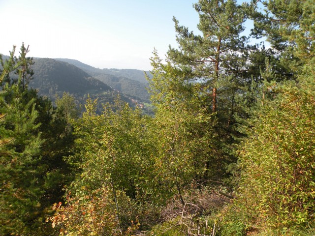 19 k. Vrednot konjšica - foto