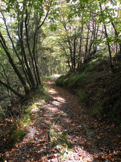 19 k. Vrednot konjšica - foto