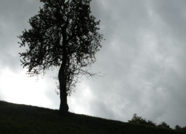 19 k. Vrednot konjšica - foto