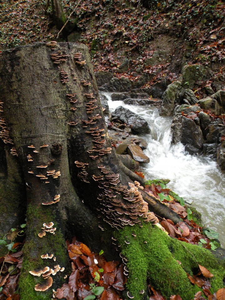 19 Lončarjev dol, Podvrh - Gelca - foto povečava