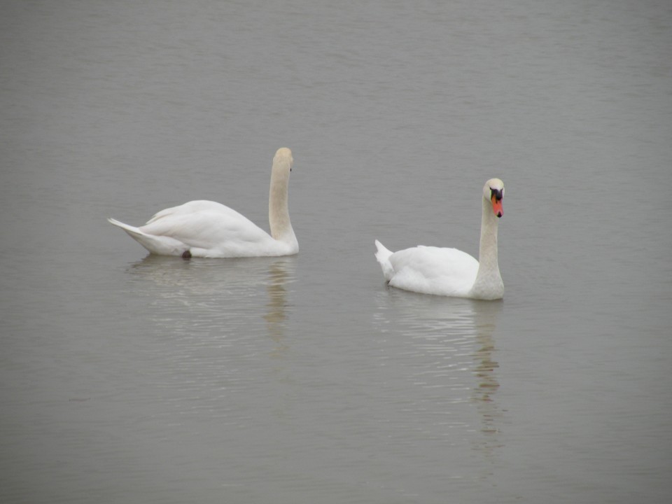 4.12.19 od Libne do Brežic čez polja. - foto povečava