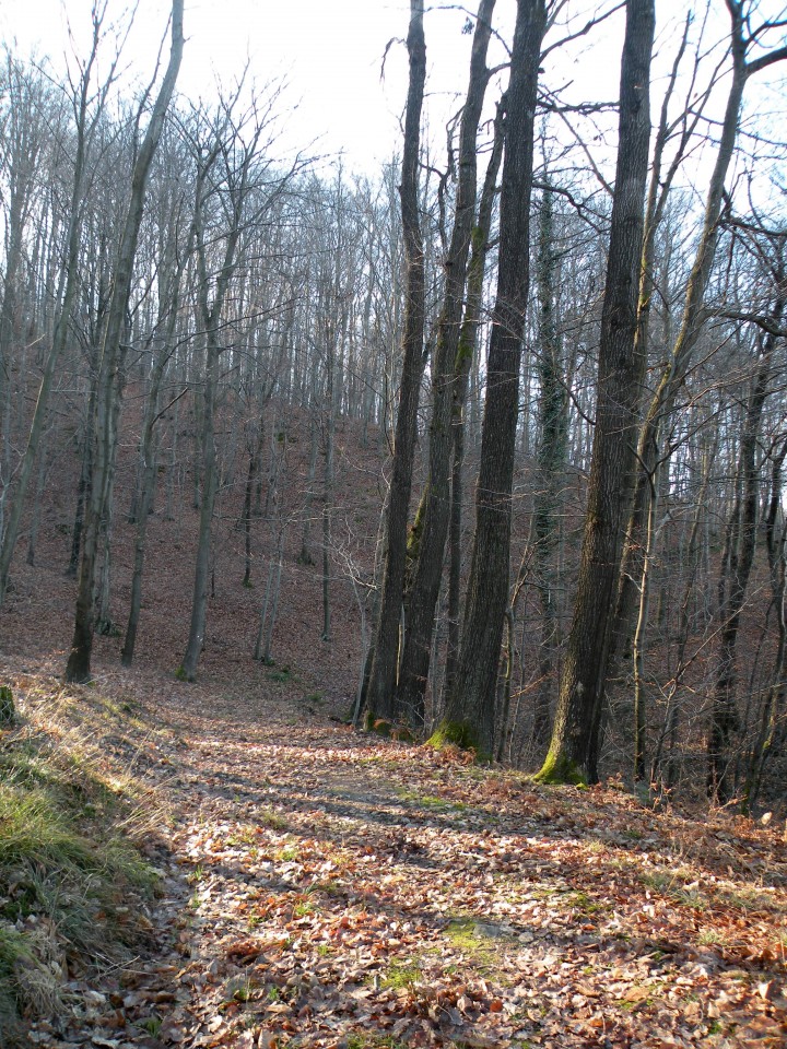 Gašperjev kostanj Radeče Močilno - foto povečava