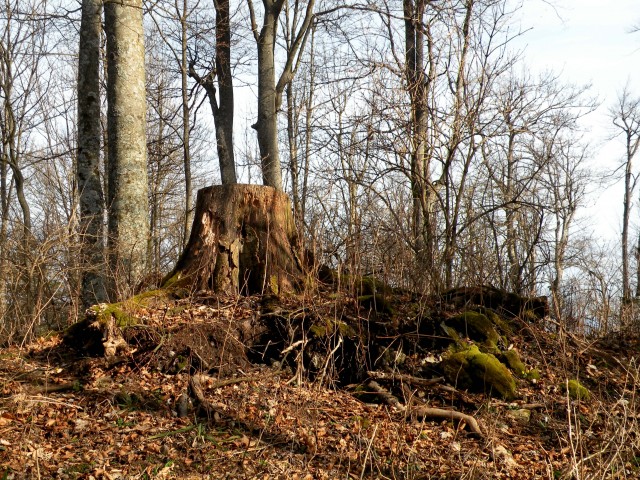 29 k.Vrednot na Bohorju - foto