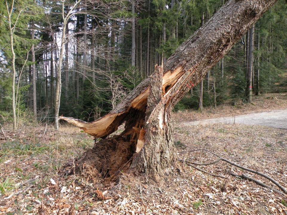 29 k.Vrednot na Bohorju - foto povečava