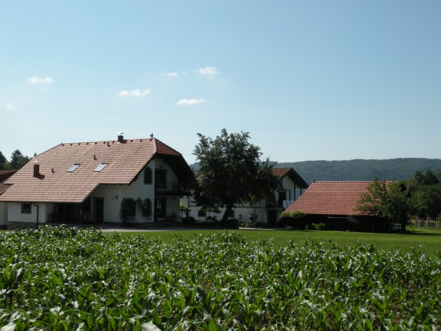 Nasad sivke v Radežu,loka pri Z.m. - foto