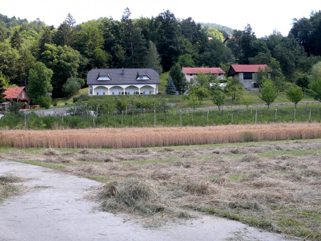 Nasad sivke v Radežu,loka pri Z.m. - foto