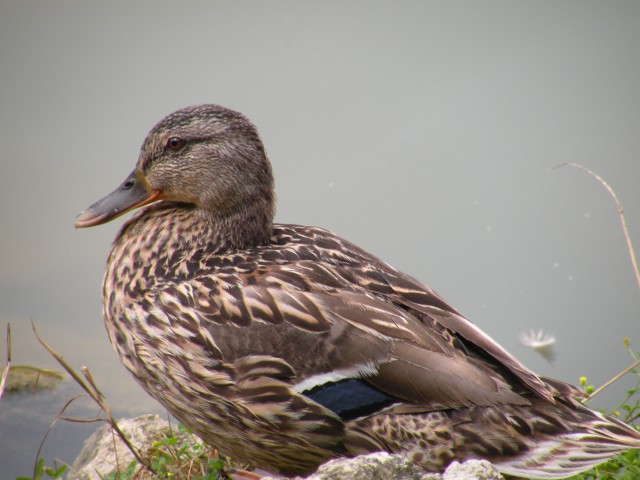 20 Žreče in žreško jezero - foto