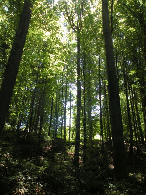 20 Zreče  - Brinova gora - foto