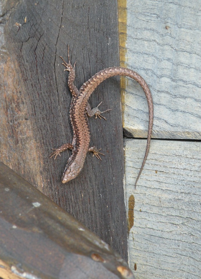 20 Zajčja gora kr. vrednot U3 - foto povečava