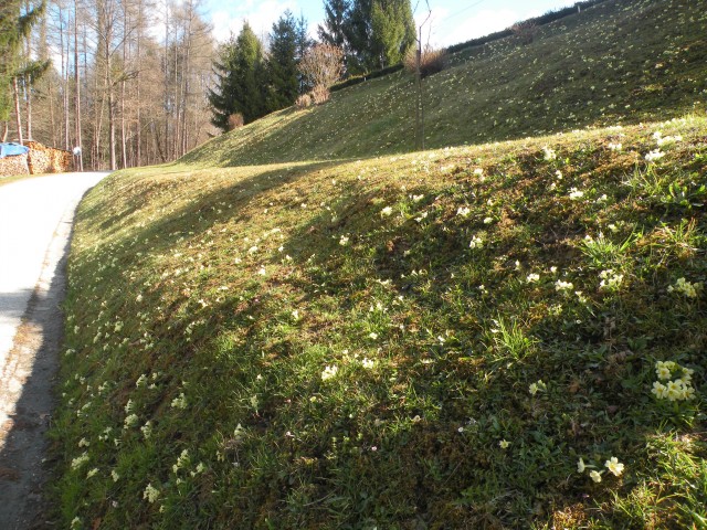 U3 kr. Vrednot  po Florjanski in okrog - foto