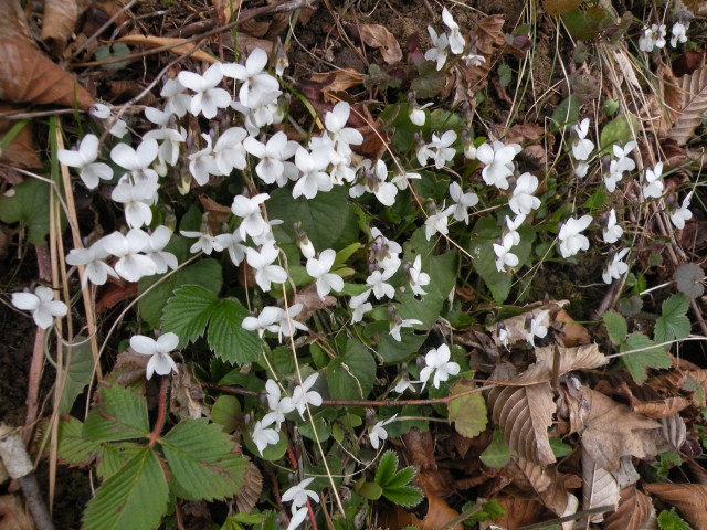 U3 kr. Vrednot  po Florjanski in okrog - foto