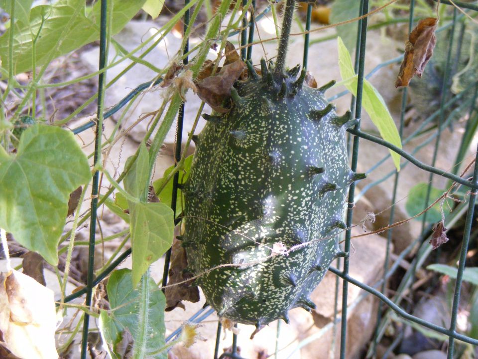 Kiwano - foto povečava