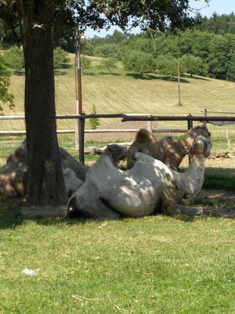 Nedeljsko potepanje po obeh straneh Mure - foto