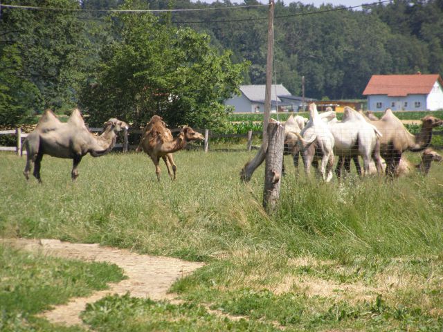 Nedeljsko potepanje po obeh straneh Mure - foto